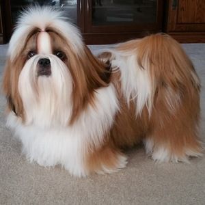 Meet your Posher, Janice